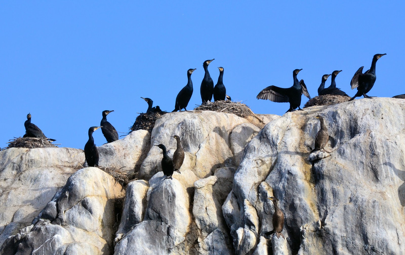Flocks of cormorants cling to the craggy coastline, some drying their wings, others protecting their nests.