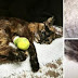 Un chat agressé sexuellement et brûlé retrouvé abandonné dans une ruelle.