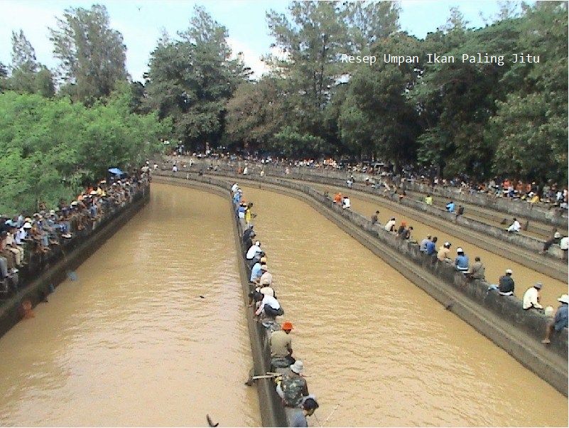 Mancing Ikan Patin Liar Di Sungai Pakai Umpan Alami Kesukaannya Ini
