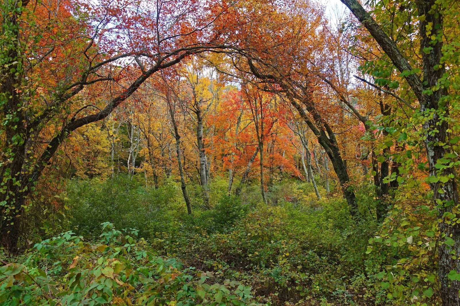 Joe's Retirement Blog Fall on Rabbit Pond, Manomet, Plymouth