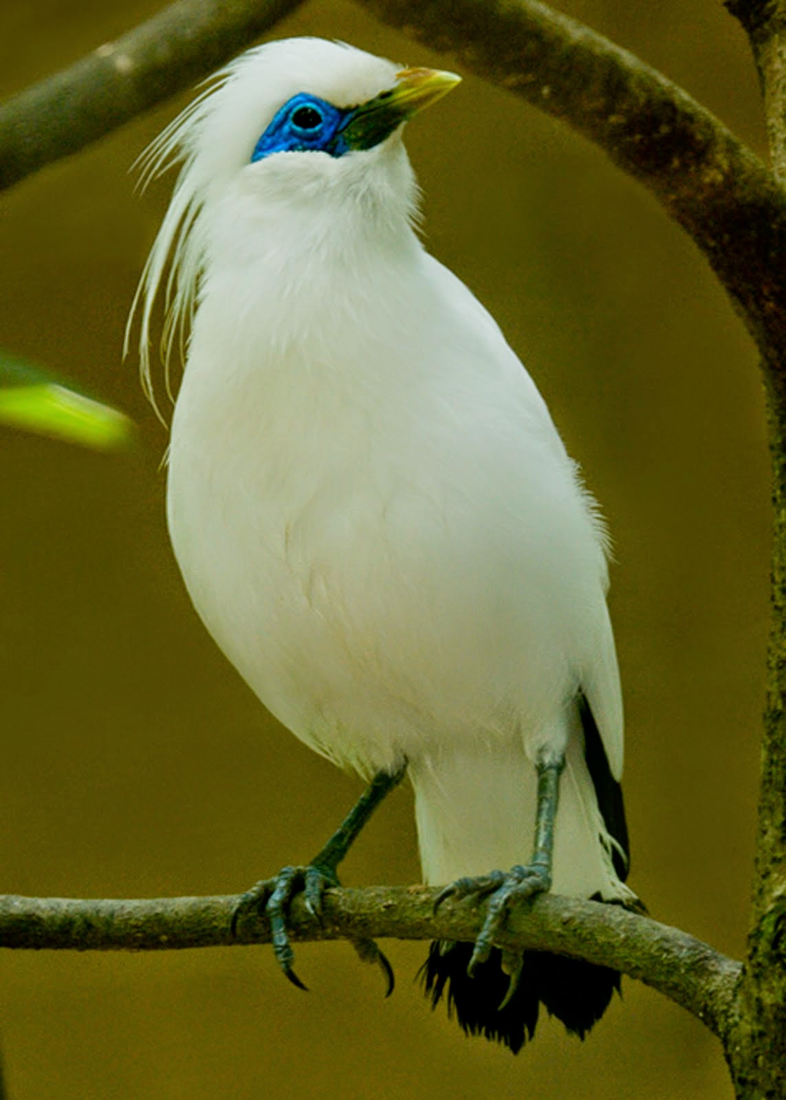 Foto Burung Jalak Putih Terbaik