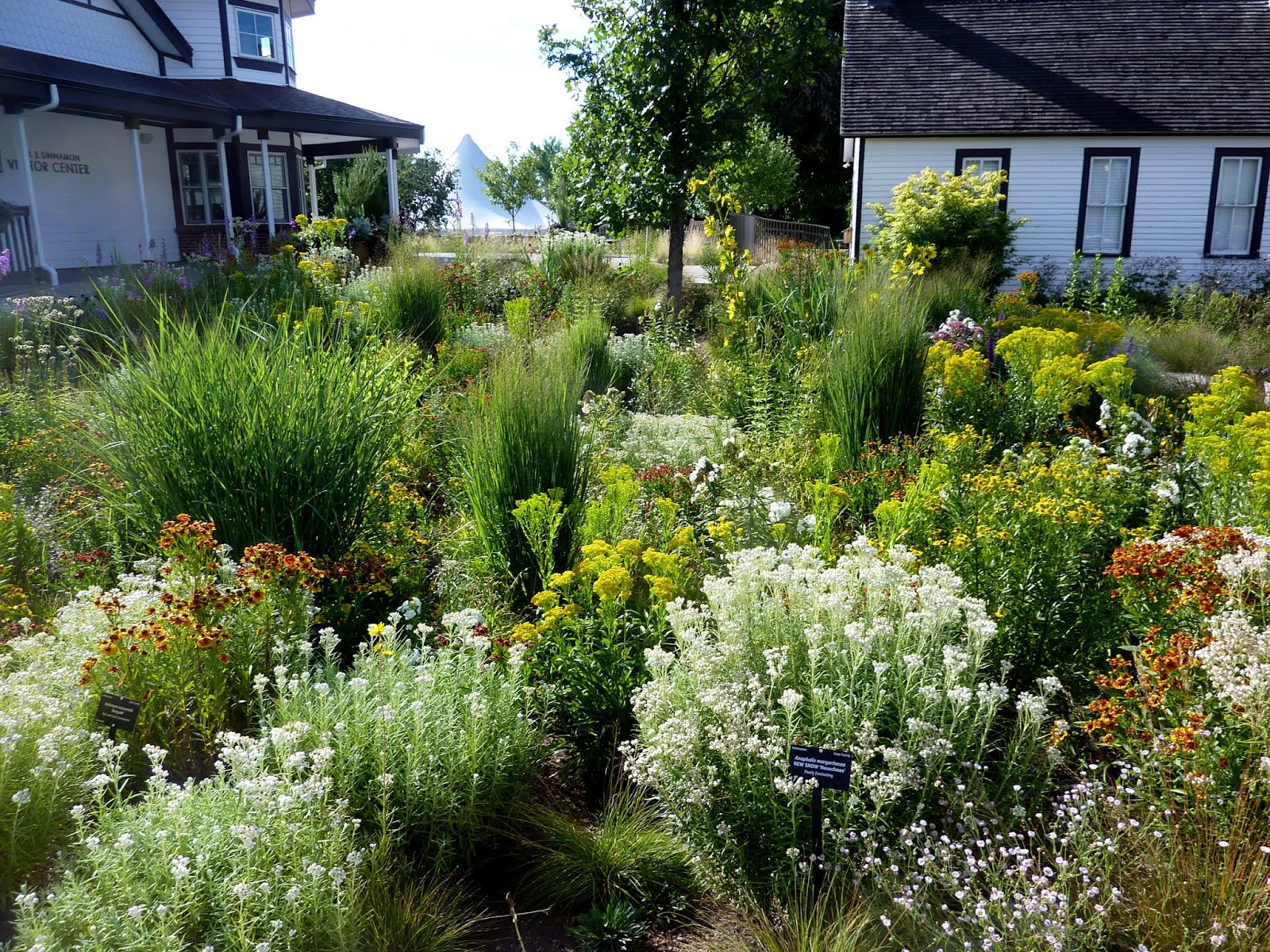 COHorts Plant native plants to support native bees