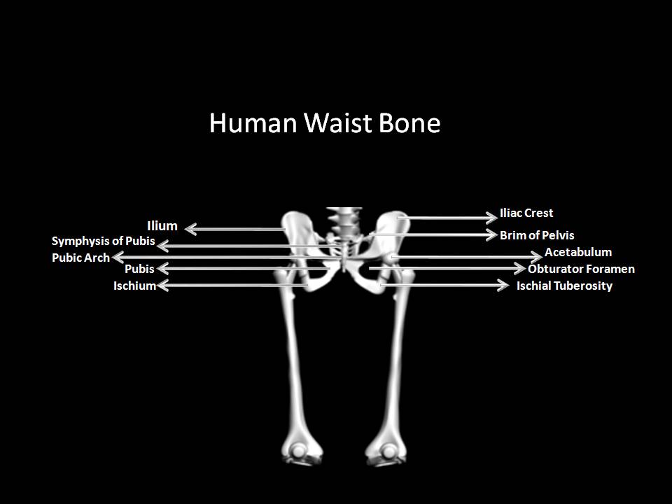 Manash (Subhaditya Edusoft) Human Skeleton System Boney Inner