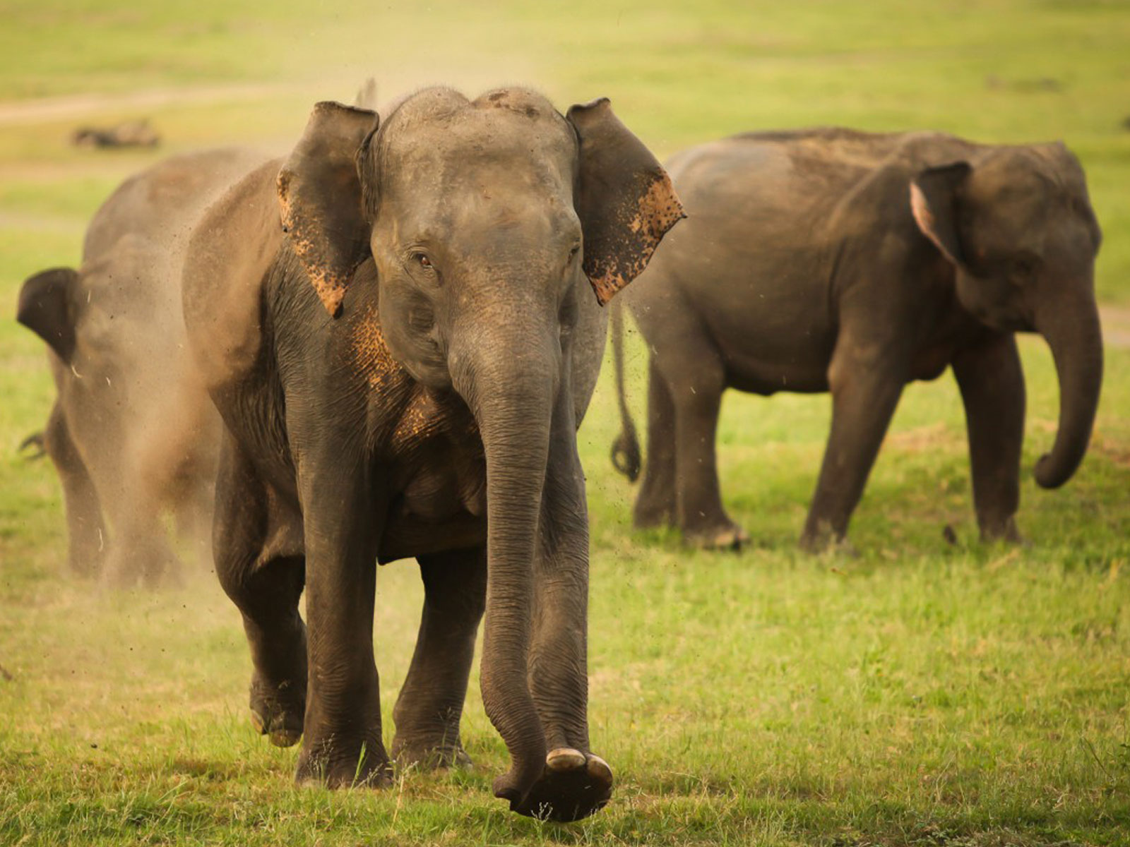 Слонопёс. Четыре слона. Elefant references. Ботсвана африка. Elephants are very.