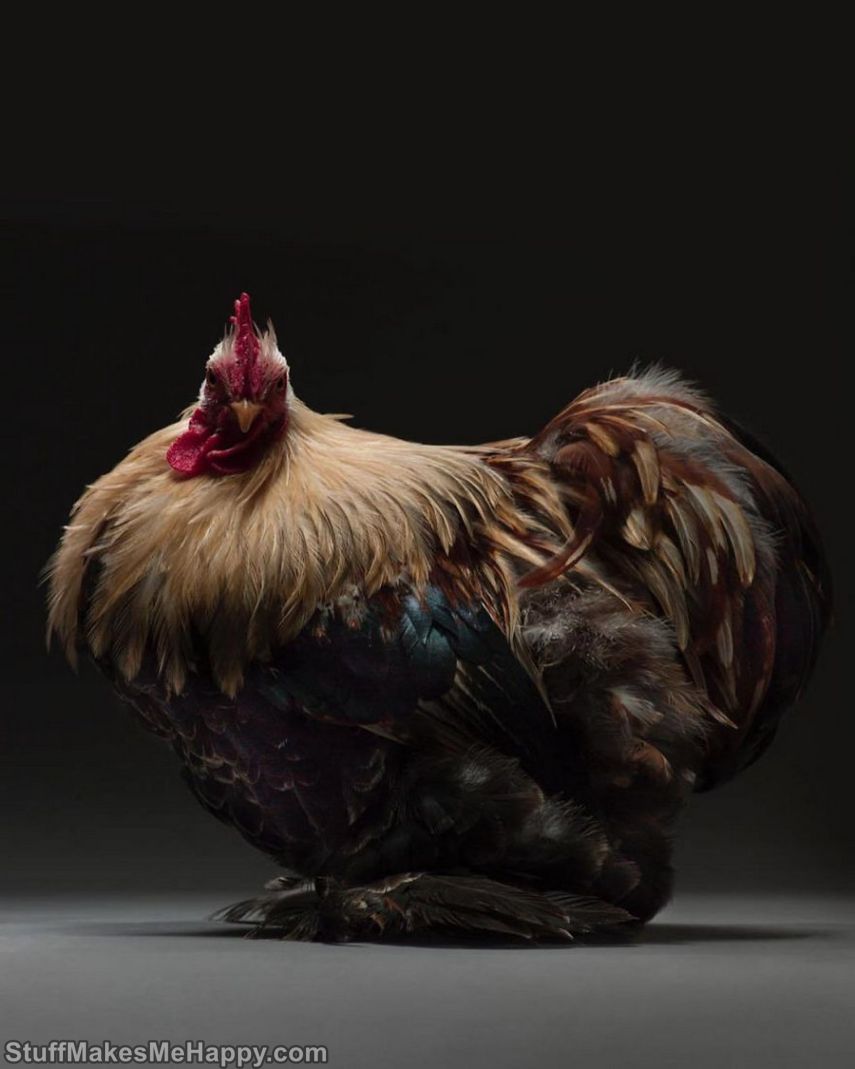 Chicken Photography, The Best and Most Beautiful Chickens in the World
