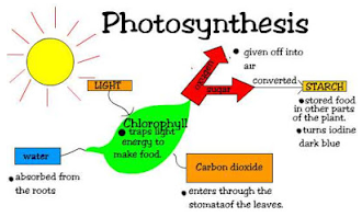 Fotosintesis Karbohidrat Jaini Loen