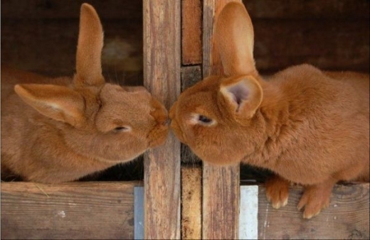 funny animated kissing lips - ONLINE NEWS ICON