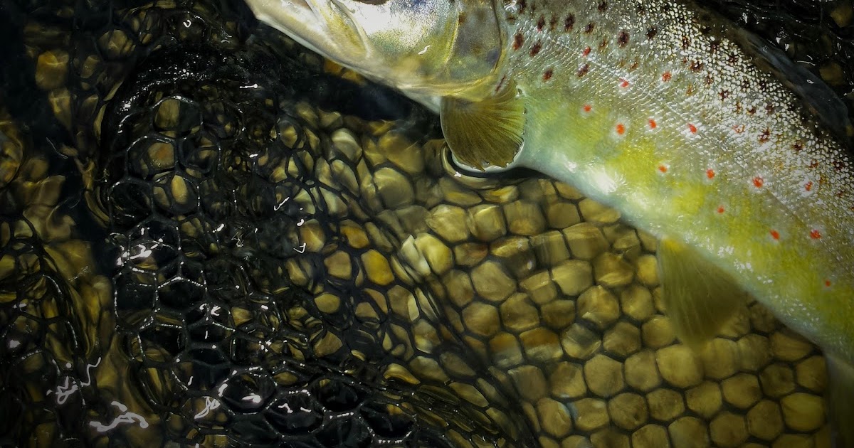 La pêche sur les bassins dans le domaine de Lougansk