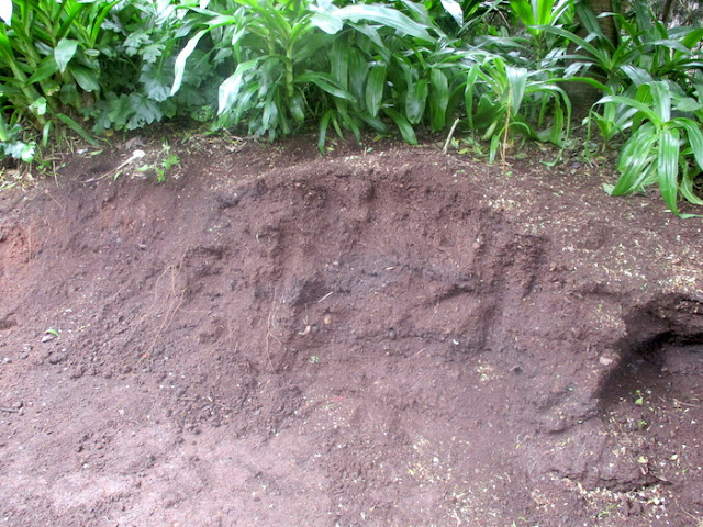 Product of many years of cold composting at Blandy garden Madeira