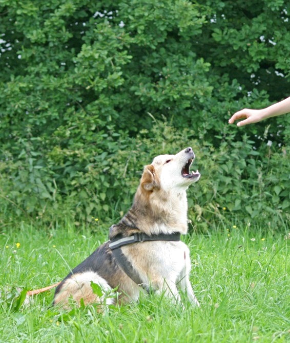 SignalHund Blog Ich sag�s Euch ehrlich! Mein Hund bellt. Gibt�s da