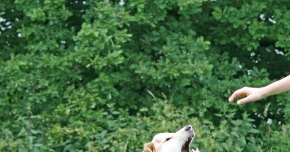 mein hund bellt mich an
