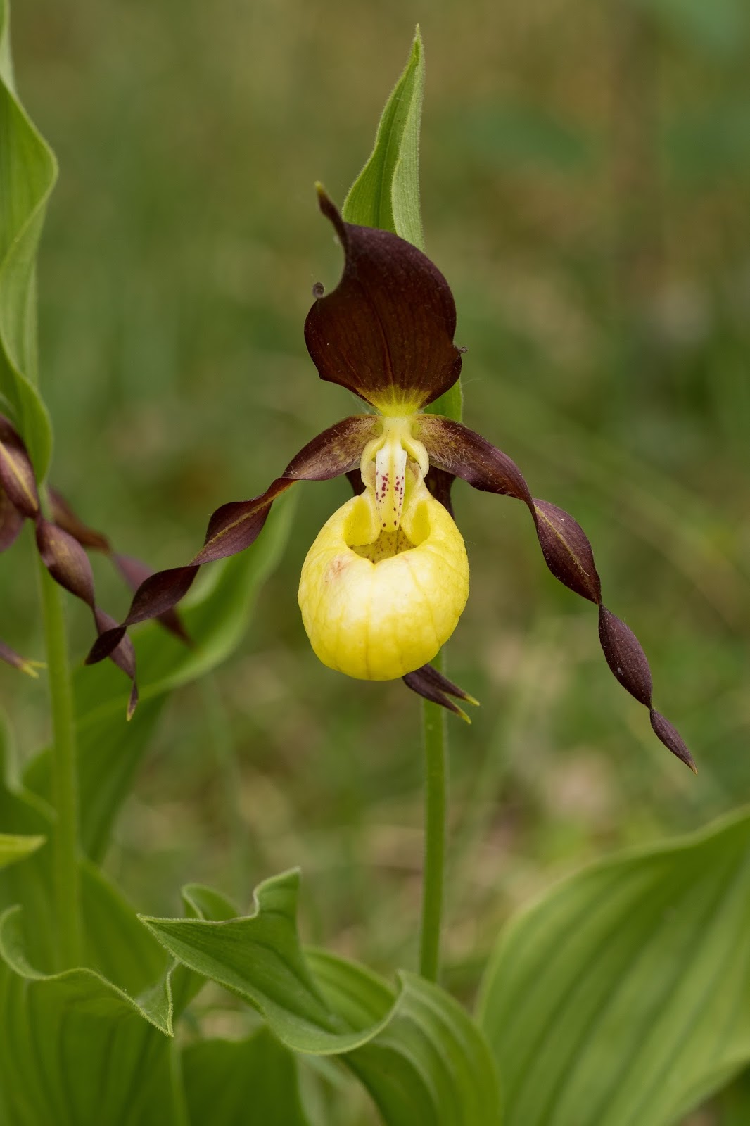 Pixie Birding Lady's Slipper Orchids at Gait Barrows NNR, Cumbria