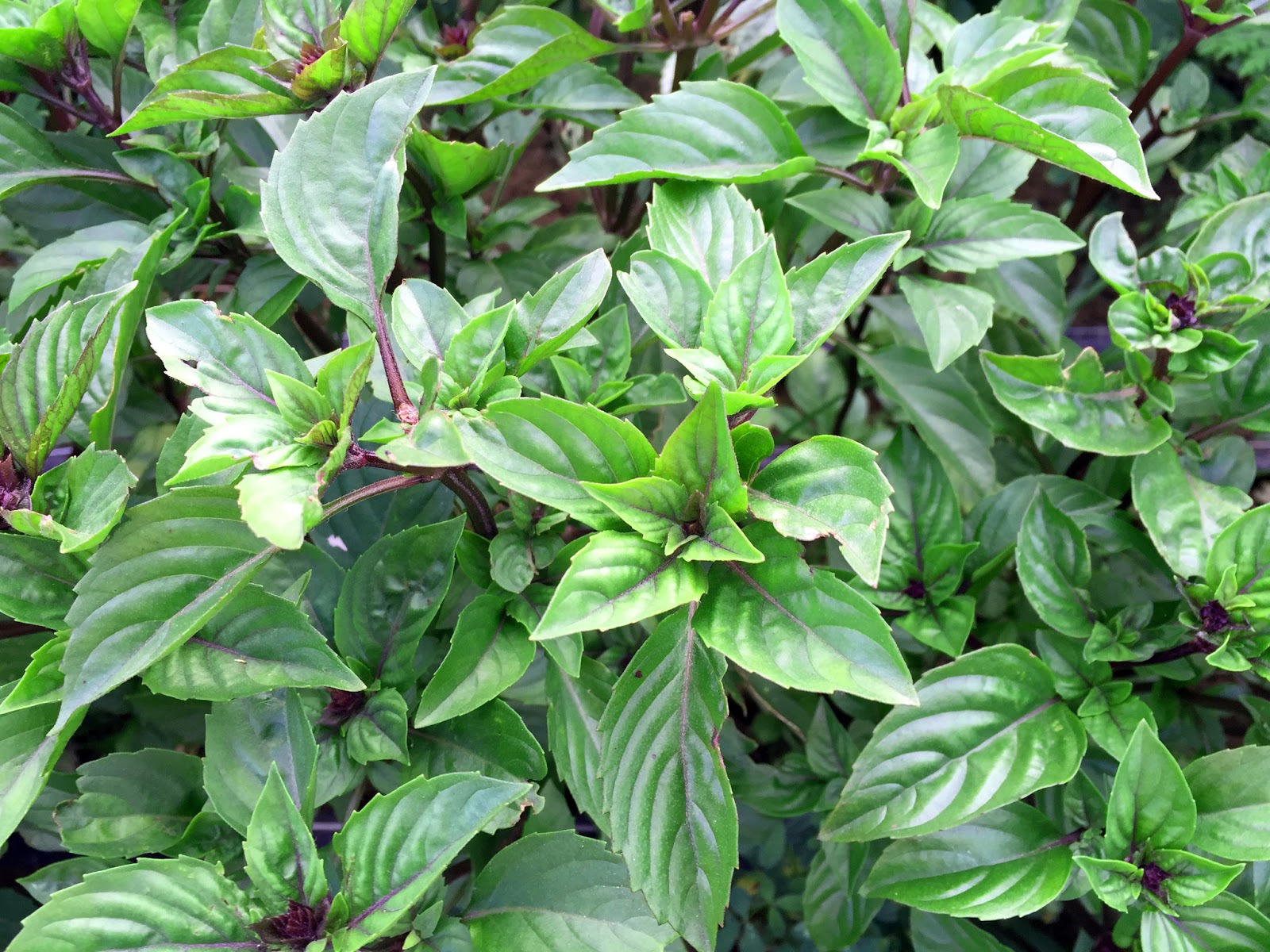 In my yard: Различният босилек