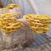 Mushroom Training in Ratnagiri