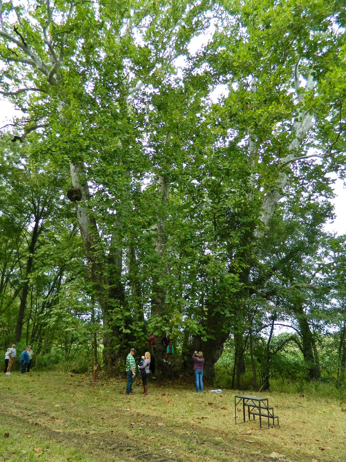 Jeromesville Sycamore Festival Jeromesville, Ohio