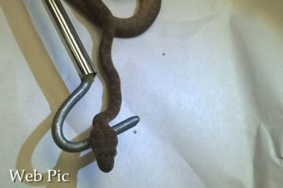 Australian brown snake Australian brown snake passenger on a private jet