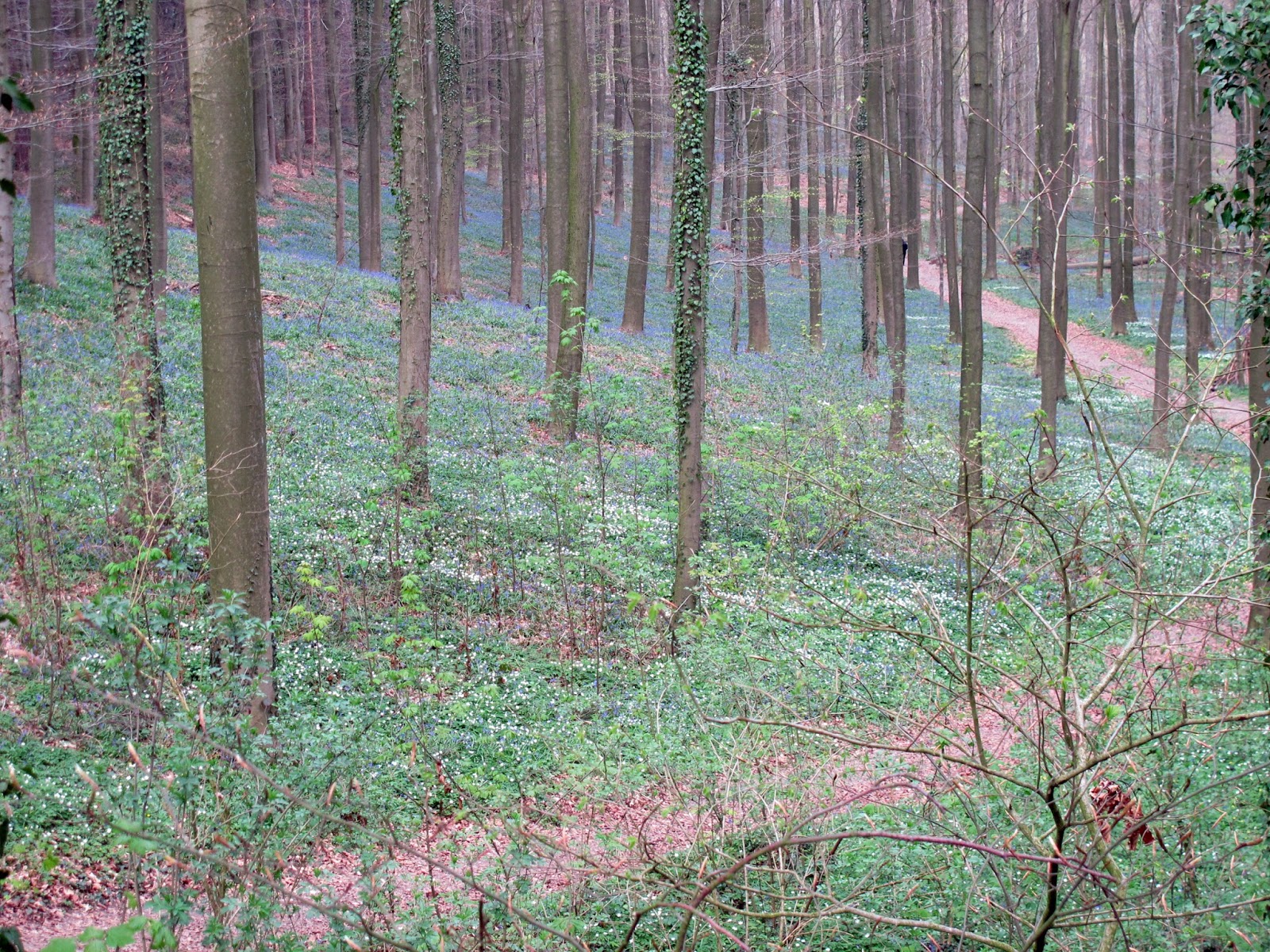 Cosas que quiero contar El bosque azul