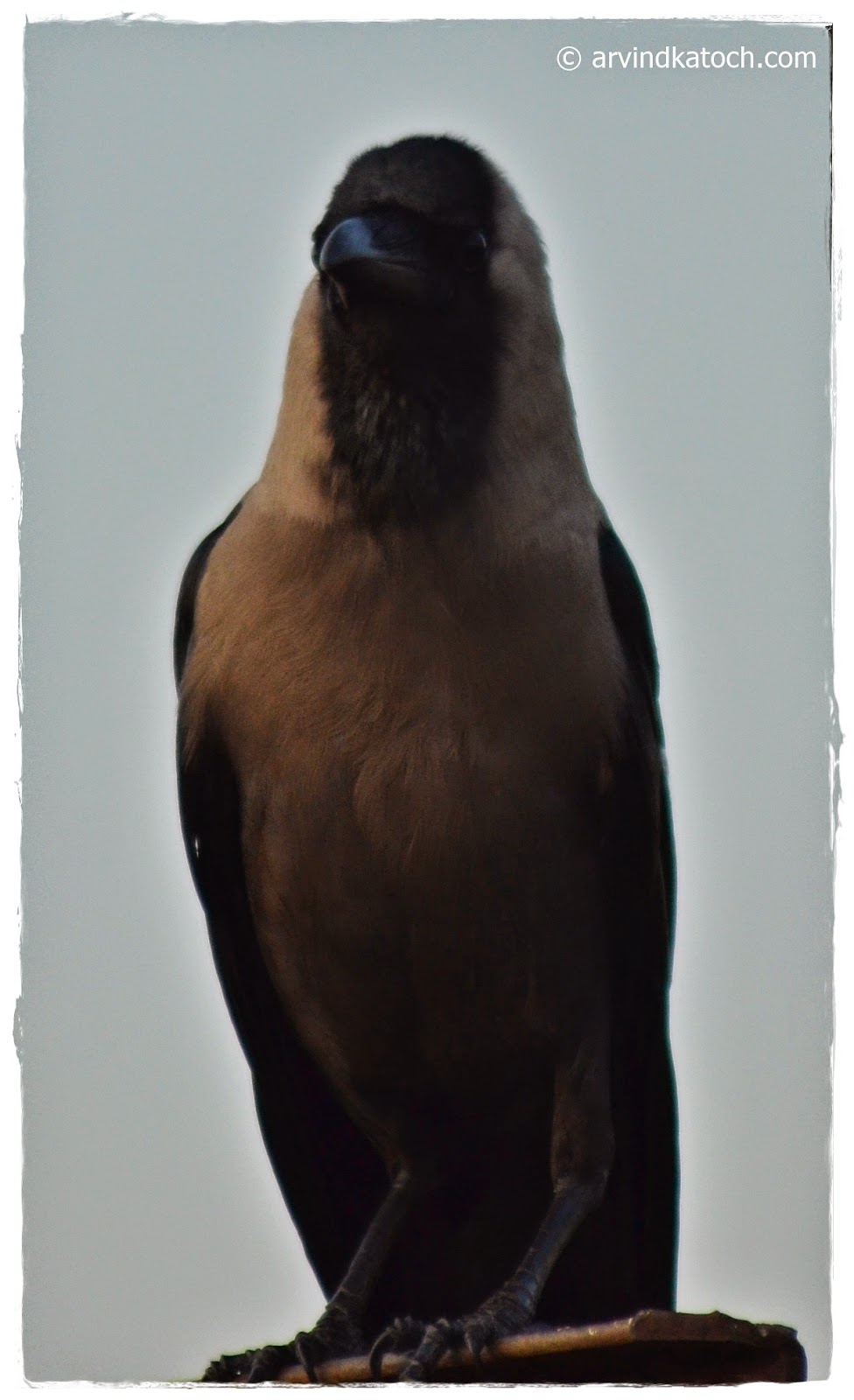 A Crow Front Front, Crow