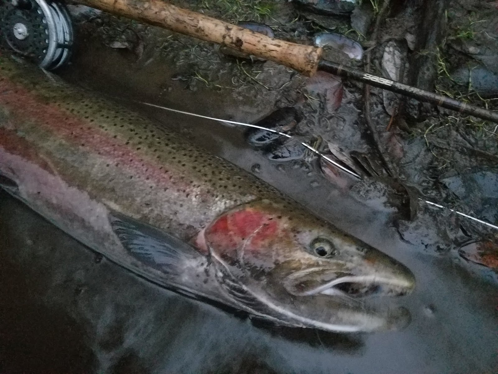 DRY LINE STEELHEAD OREGON December Dry Fly Steelhead