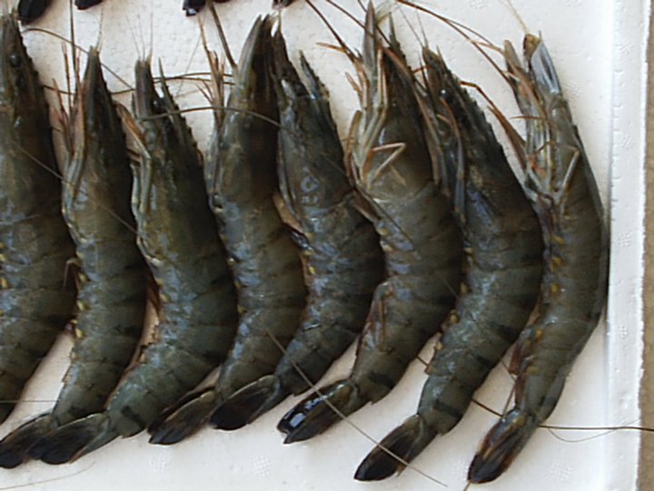 Golden Nature Foods Sdn Bhd Jenis Jenis Udang Golden Nature Foods Sdn Bhd Jenis Jenis Udang