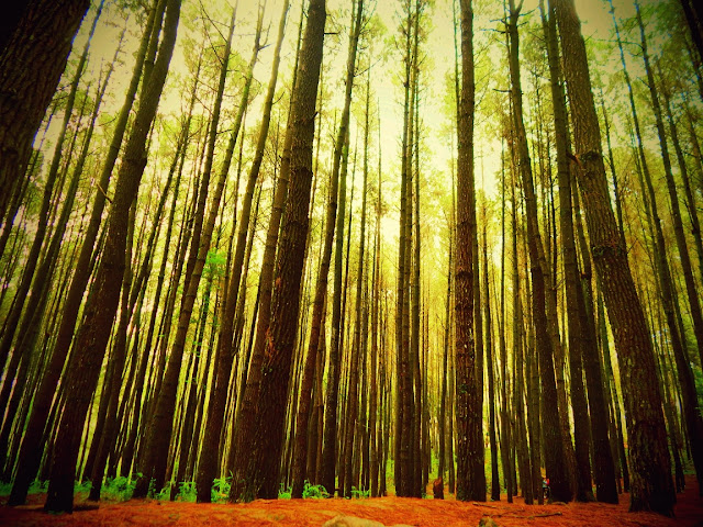 Tempat wisata hits Hutan Pinus Mangunan di jogja Tempat wisata hits Hutan Pinus Mangunan di jogja