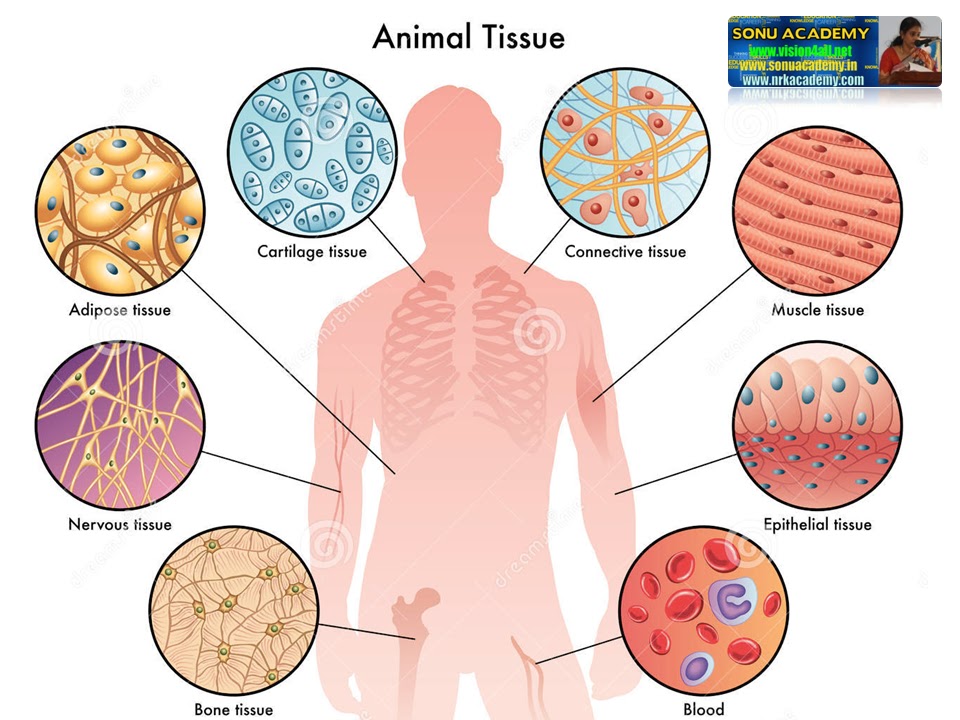 SONU ACADEMY: ANIMAL TISSUES- EPITHELIAL TISSUE-TEXT