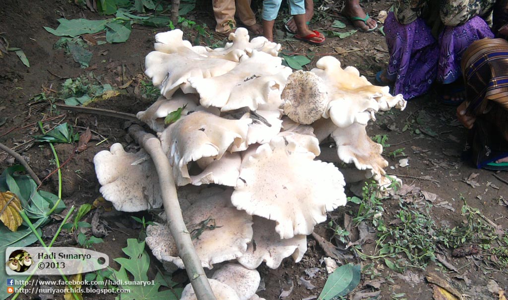 Hadi Orchids (Nuriya Orchids): Jamur terbesar di Blitar, diameter 40cm