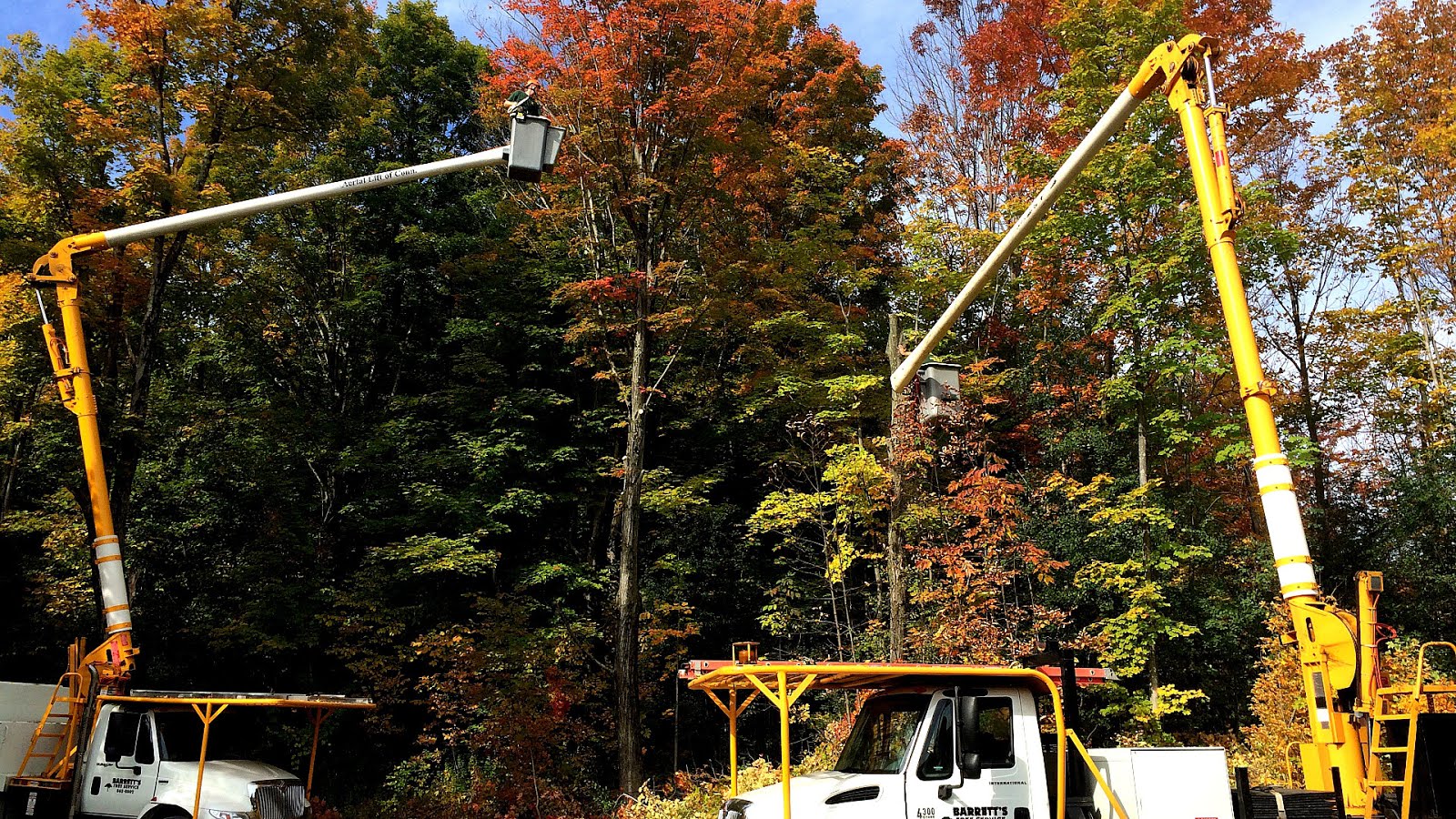 Korean axe murder incident Tree Tree Choices