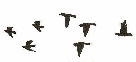 https://4.bp.blogspot.com/-Pl1MJekfp_Q/VCcQkXm9feI/AAAAAAAAELI/ZE6G60pLqZU/s1600/teka_bird%2B27.gif