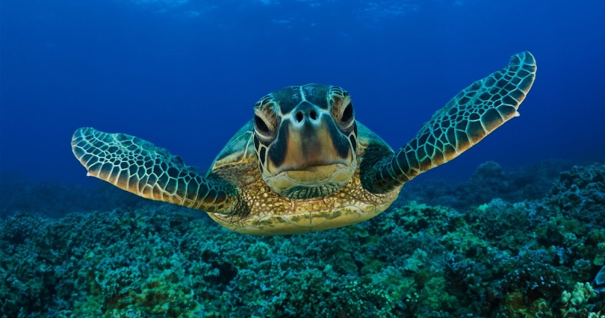 Pelmel De neiging hebben Geletterdheid HD Wallpapers: Onder water zwemmende schildpad