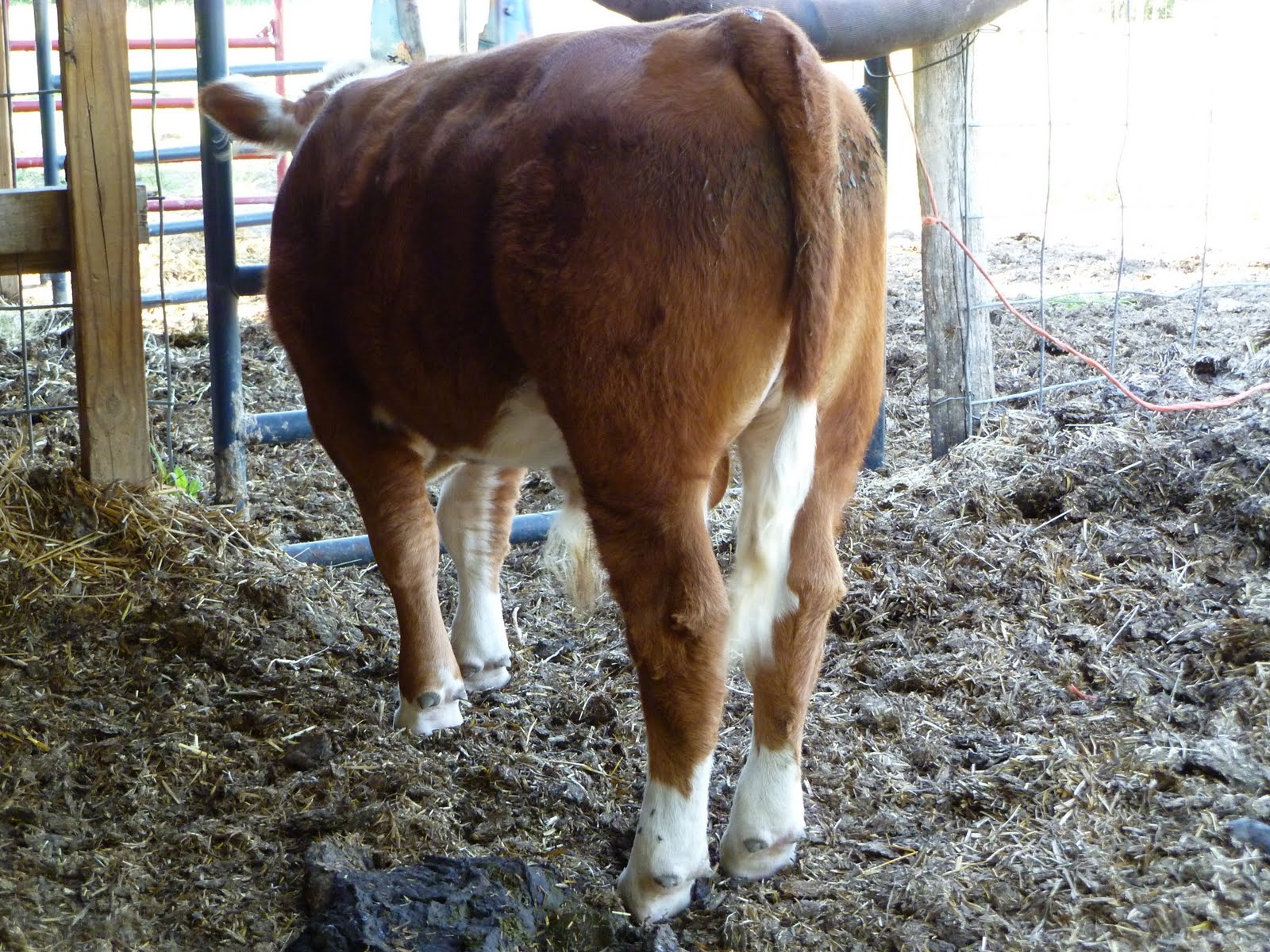 Middleground Miniature Herefords Onxy, polled miniature Hereford bull calf for sale...