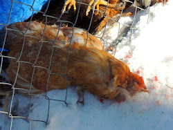 chickens weasel killed hillside dead homestead