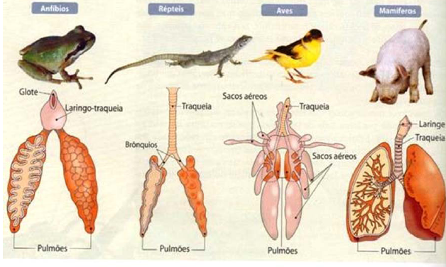 Auxiliares para Ciências e Tecnologias: Biologia