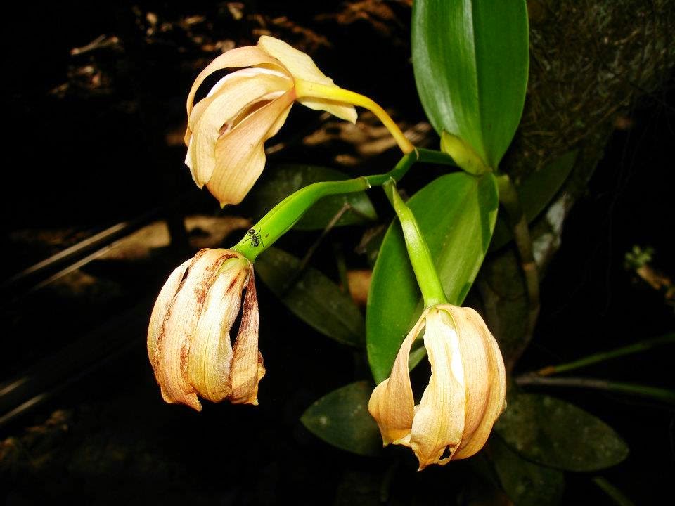 Orquídeas sem mistério: Semeio e recultivo de orquídeas - Manutenção de  matrizes