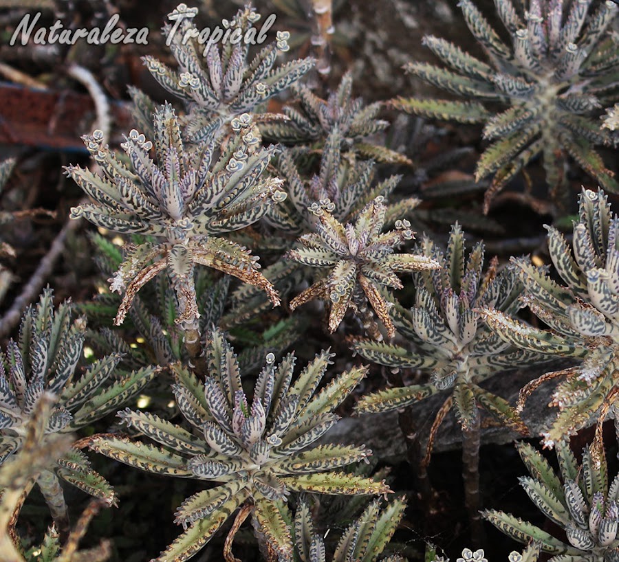 El Espinazo del Diablo es muy popular por sus propiedades medicinales, Kalanchoe daigremontiana