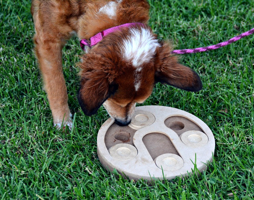 The Dog Geek: Puzzle Toy Review: Kensington Kennel Club Dog
