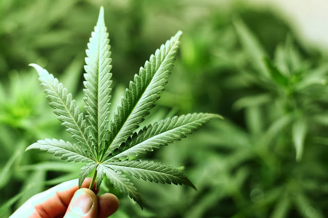 História: Origem da proibição da maconha História: Origem da proibição da maconha