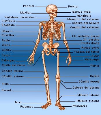 Terminos de relacion y comparacion anatomia pdf