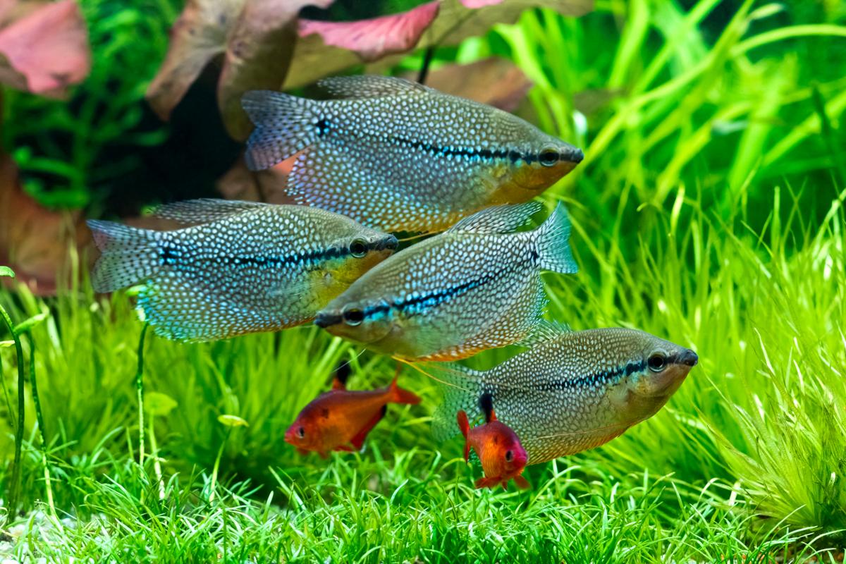 Freshwater Aquarium Fish Gourami MyRokan