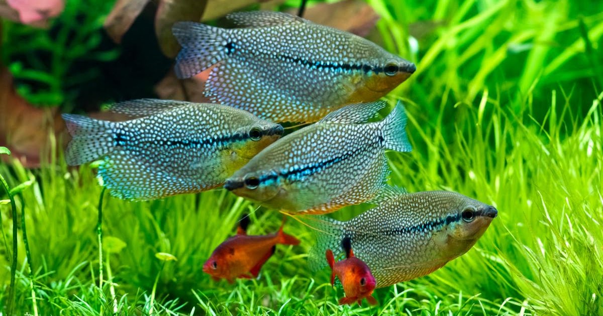  Freshwater  Aquarium  Fish  Gourami MyRokan