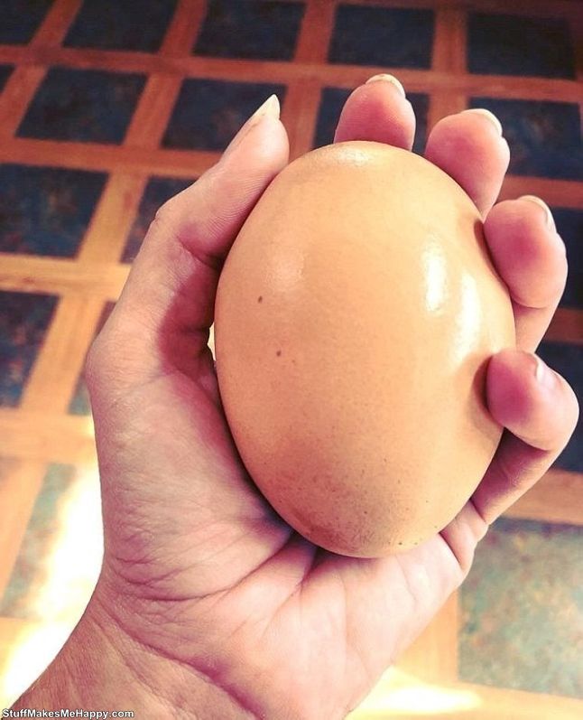 The Farmer Was Surprised When He Found A Chicken Egg, Which Size Was Three Times More Than Usual And He Was Surprised Again When He Broke It And Discovered How Rich His Inner World Is