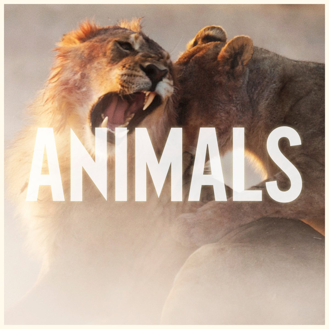Animals by Maroon 5