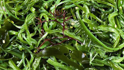 Fresh Seaweed Suppliers Online and Offline - Fresh Seaweed Suppliers ...