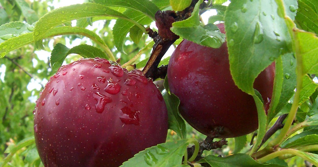 Kesehatan 11 Manfaat buah Plum bagi kesehatan tubuh kita