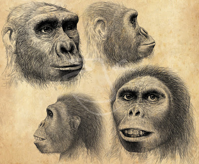 Resultado de imagen de Australopithecus africanus