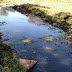 Santa Inês: Embasa lança dejetos no leito do rio Jiquiriçá