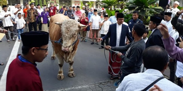 Anies serahkan kurban sapi limosin 1,2 ton ke Masjid Fatahillah Balai Kota