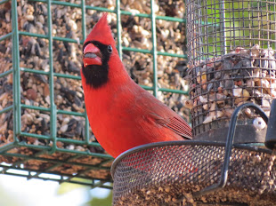 Northern Cardinal