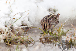snipe wild walkin bird woman