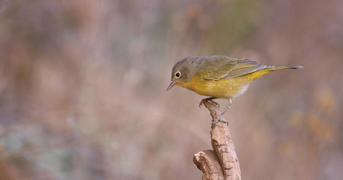 wild birds unlimited nashville warbler not from tennessee wild birds unlimited nashville warbler not from tennessee